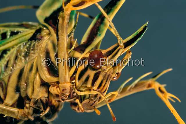Markia hystrix.JPG - in "Portraits d'insectes" ed. SeuilMarkia hystrixSauterelle hérissonHedgehog cricketOrthopteraTettigoniidaeEquateur
